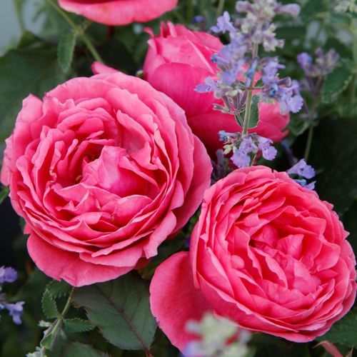 Rosa Gartenprinzessin Marie-José ® - rosa - floribundarosen